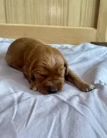 Flash (Red), a male Golden Retriever for sale in Paola, KS – 7 of 7