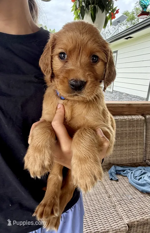 Charlotte (Aqua Blue) – Golden Retriever puppy for sale in Paola, KS