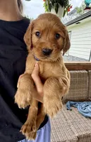 Charlotte (Aqua Blue), a female Golden Retriever for sale in Paola, KS – 1 of 10