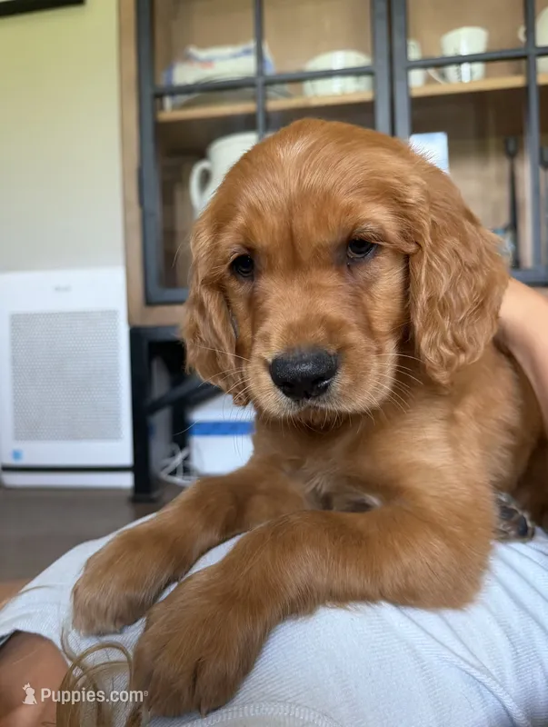 Belle (Yellow)  – Golden Retriever puppy for sale in Paola, KS