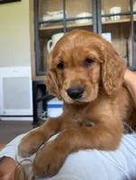 Belle (Yellow) , a female Golden Retriever for sale in Paola, KS – 1 of 10