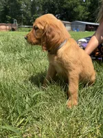 Alice (White) , a female Golden Retriever for sale in Paola, KS – 6 of 7