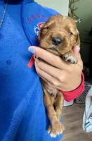 Flash (Red), a male Golden Retriever for sale in Paola, KS – 5 of 7