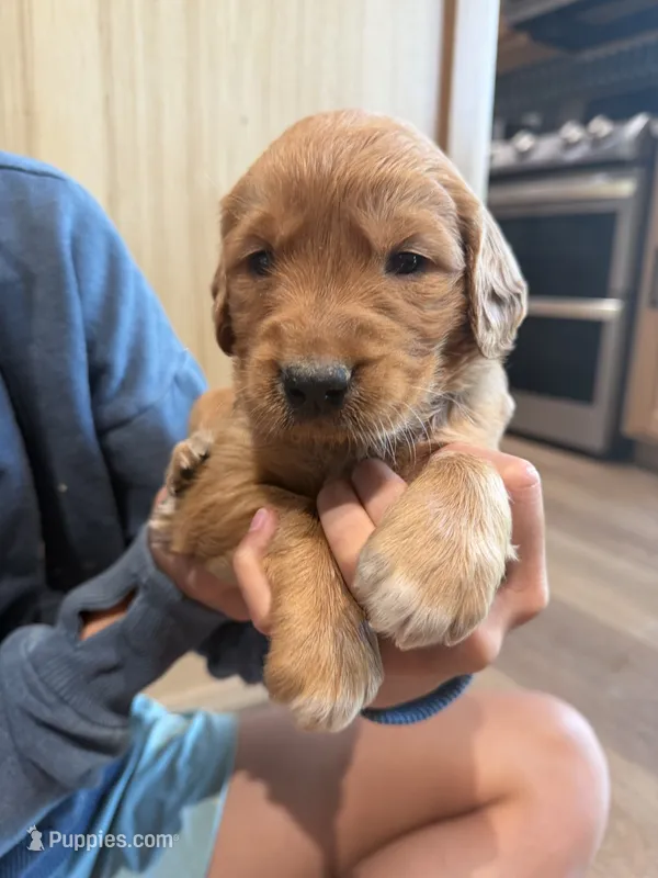 Nala (Light Brown)  – Golden Retriever puppy for sale in Paola, KS
