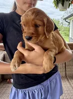 Belle (Yellow) , a female Golden Retriever for sale in Paola, KS – 4 of 10