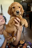 Alice (White) , a female Golden Retriever for sale in Paola, KS – 3 of 7