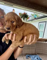 Charlotte (Aqua Blue), a female Golden Retriever for sale in Paola, KS – 4 of 10