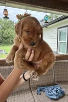 Belle (Yellow) , a female Golden Retriever for sale in Paola, KS – 5 of 10