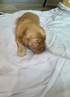 Aurora (Purple), a female Golden Retriever for sale in Paola, KS – 8 of 9
