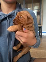 Aurora (Purple), a female Golden Retriever for sale in Paola, KS – 2 of 9