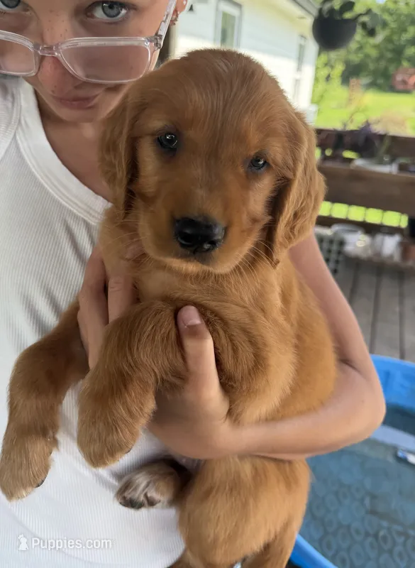 Belle (Yellow)  – Golden Retriever puppy for sale in Paola, KS