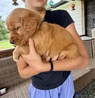 Alice (White) , a female Golden Retriever for sale in Paola, KS – 2 of 8