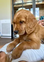 Belle (Yellow) , a female Golden Retriever for sale in Paola, KS – 4 of 10