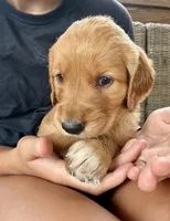 Nala (Light Brown) , a female Golden Retriever for sale in Paola, KS – 2 of 10