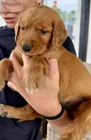 Jesse (Orange), a male Golden Retriever for sale in Paola, KS – 3 of 10
