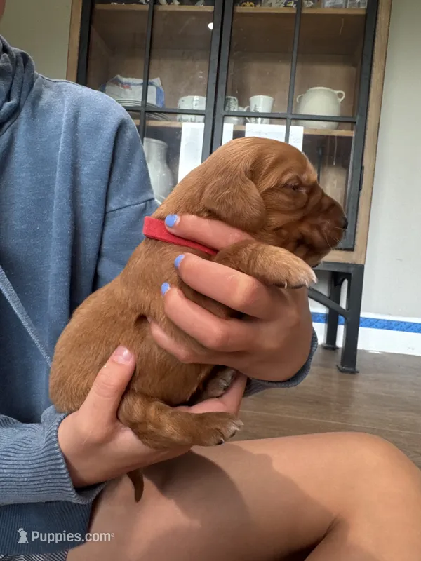 Flash (Red) – Golden Retriever puppy for sale in Paola, KS
