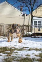 Saint , a male American Bully for sale in Queens, NY – 1 of 1