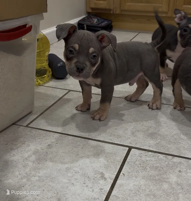 Diesel  – American Bully puppy for sale in Queens, NY