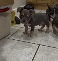 Diesel , a male American Bully for sale in Queens, NY – 1 of 1