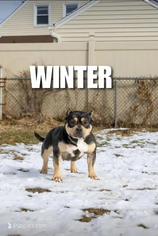 Winter – American Bully puppy for sale in Queens, NY