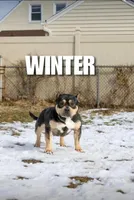 Winter, a female American Bully for sale in Queens, NY – 1 of 1