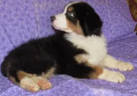 Mystic BTM AKC, a male Australian Shepherd for sale in Lynchburg, VA – 4 of 10
