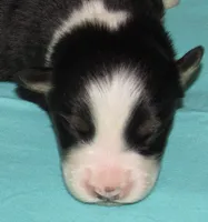Gus BTM NO Dock NBT AKC, a male Australian Shepherd for sale in Lynchburg, VA – 6 of 9