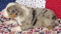 Finn BMM No Dock NBT AKC, a male Australian Shepherd for sale in Lynchburg, VA – 4 of 9