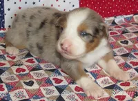 Finn BMM No Dock NBT AKC, a male Australian Shepherd for sale in Lynchburg, VA – 7 of 9