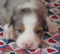 Finn BMM No Dock NBT AKC, a male Australian Shepherd for sale in Lynchburg, VA – 8 of 9