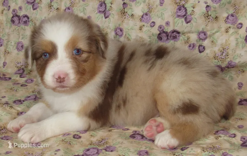 Poppy RMF NO Dock Tail NBT – Australian Shepherd puppy for sale in Lynchburg, VA