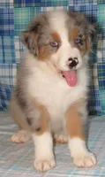 Yarra  AKC BMM, a male Australian Shepherd for sale in Lynchburg, VA – 8 of 10
