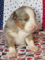 Finn BMM No Dock NBT AKC, a male Australian Shepherd for sale in Lynchburg, VA – 5 of 9