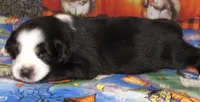 Mirri, a female Australian Shepherd for sale in Lynchburg, VA – 9 of 10
