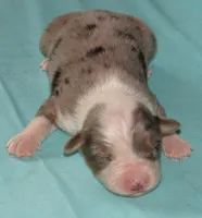 Yarra, a male Australian Shepherd for sale in Lynchburg, VA – 1 of 10