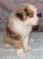 KoKo RMF AKC, a female Australian Shepherd for sale in Lynchburg, VA – 5 of 10