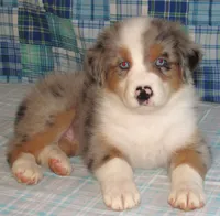 Yarra  AKC BMM, a male Australian Shepherd for sale in Lynchburg, VA – 2 of 10