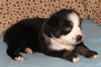 Mirri AKC  BTF, a female Australian Shepherd for sale in Lynchburg, VA – 5 of 10