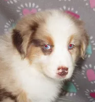 KoKo RMF AKC, a female Australian Shepherd for sale in Lynchburg, VA – 3 of 10