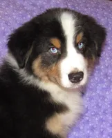 Mystic BTM AKC, a male Australian Shepherd for sale in Lynchburg, VA – 10 of 10