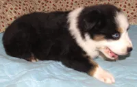 Marinda  AKC BTF NBT, a female Australian Shepherd for sale in Lynchburg, VA – 7 of 10