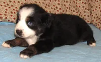 Mirri AKC  BTF, a female Australian Shepherd for sale in Lynchburg, VA – 3 of 10