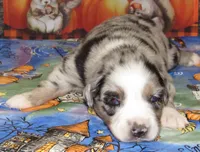 Briar, a female Australian Shepherd for sale in Lynchburg, VA – 2 of 9