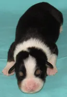 Mystic BTM AKC, a male Australian Shepherd for sale in Lynchburg, VA – 5 of 10