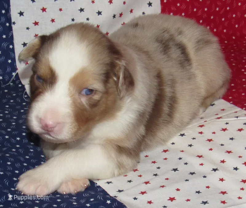 Poppy RMF NO Dock Tail NBT – Australian Shepherd puppy for sale in Lynchburg, VA