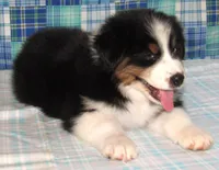 Gus BTM NO Dock NBT AKC, a male Australian Shepherd for sale in Lynchburg, VA – 7 of 10