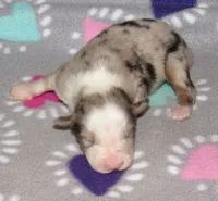 Stella BMF NO Dock NBT AKC, a female Australian Shepherd for sale in Lynchburg, VA – 10 of 10