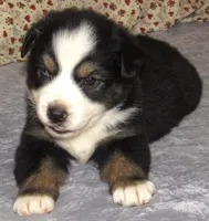 Zinnea BTF AKC, a female Australian Shepherd for sale in Lynchburg, VA – 4 of 10