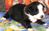 Mirri, a female Australian Shepherd for sale in Lynchburg, VA – 2 of 10