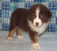 Bentley NBT AKC Purebred, a male Australian Shepherd for sale in Lynchburg, VA – 3 of 10
